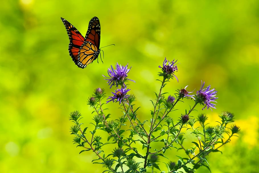 Mariposas y libertad en la naturaleza